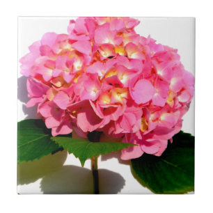Rosa blommigt rosa av rosa kakelplatta