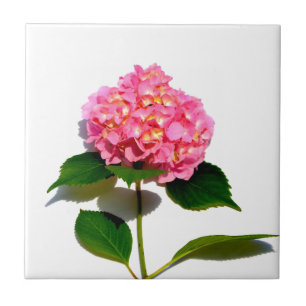 Rosa blommigt rosa av rosa kakelplatta