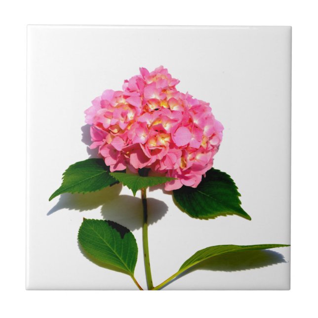Rosa blommigt rosa av rosa  kakelplatta (Framsidan)