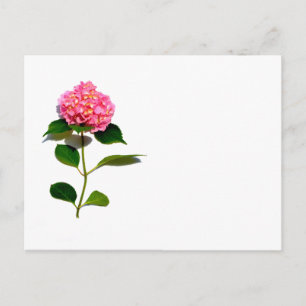 Rosa blommigt rosa av rosa vykort