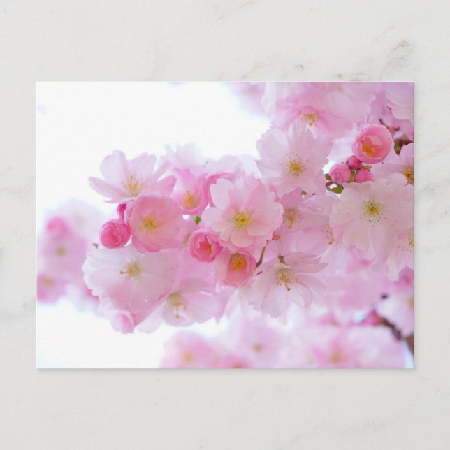 Rosa Blommigt vykort (Framsida)