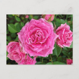 Rosa Blommigt Vykort