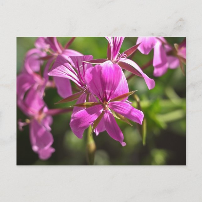 Rosa blommor av en murgröna bladgeranium vykort (Framsida)