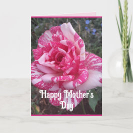 Rosa blommor Blommande Rosor Mors Dag-kort Kort