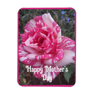 Rosa blommor Blommande Rosor Mors dag-kort Magnet