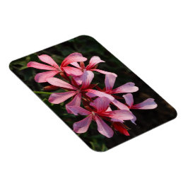 Rosa blommor Foto Magnet