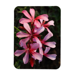 Rosa blommor Foto Magnet