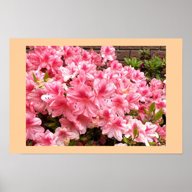 Rosa blommor Fotoaffisch Poster (Framsidan)