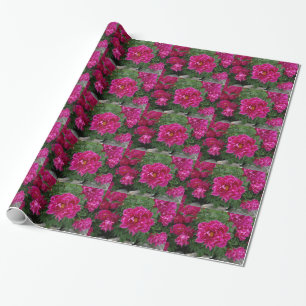 Rosa blommor Fotografering Inpackningspapper Presentpapper