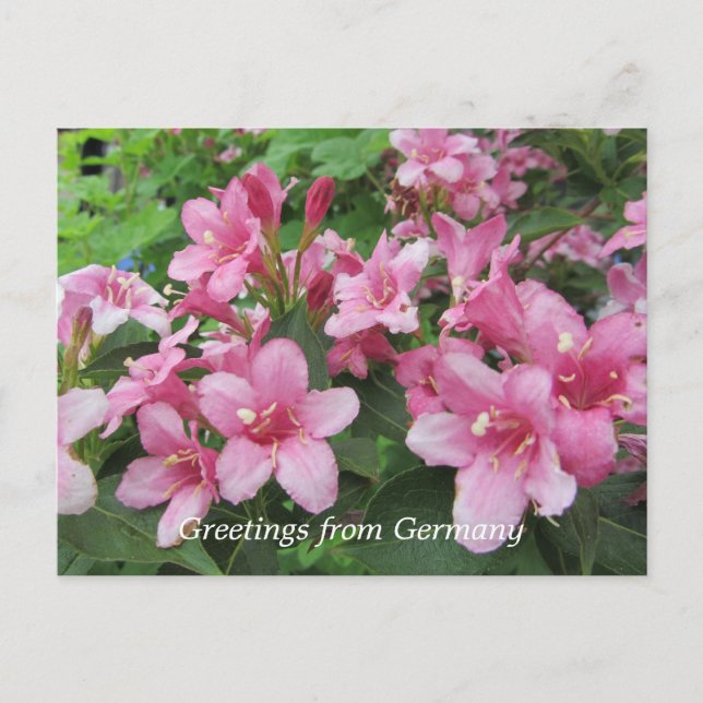 Rosa blommor från Tyskland Vykort (Framsida)