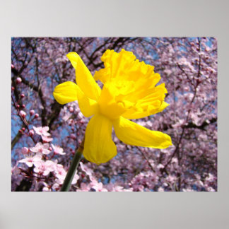 Rosa Blommor Gula Narcisser Konst Flickans Rum Poster