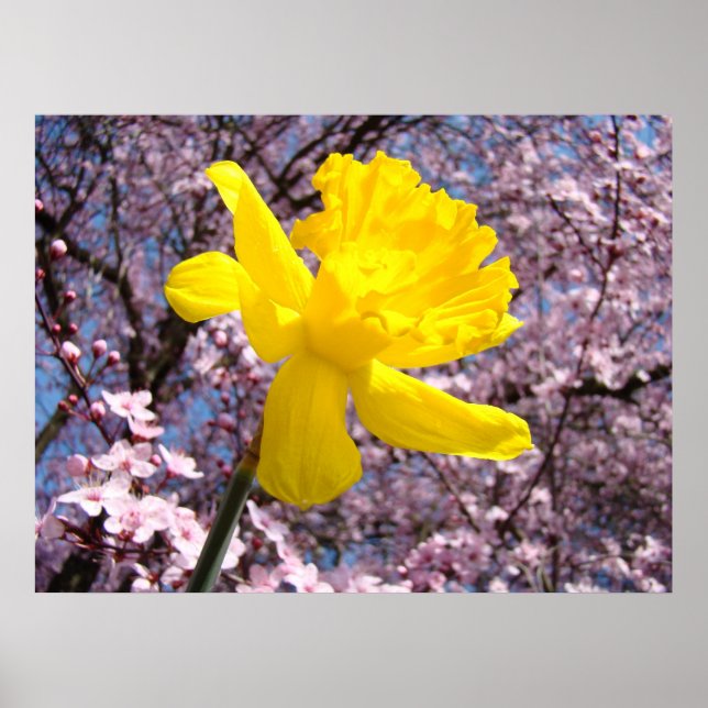 Rosa Blommor Gula Narcisser Konst Flickans Rum Poster (Framsidan)