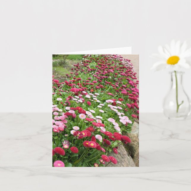 Rosa blommor i blom kort (Liten växt)