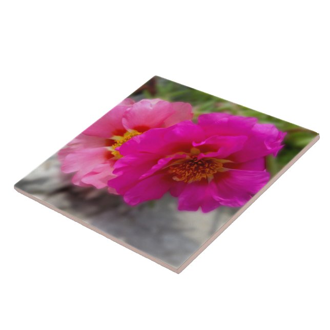 Rosa blommor i sol kakelplatta (Sidan)