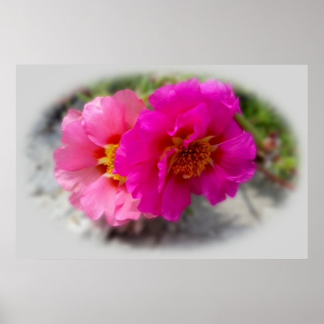 Rosa blommor i sol poster (Framsidan)