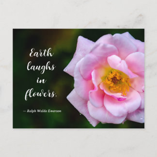 Rosa blommor med daggdroppar naturlig fotografi vykort