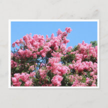 Rosa blommor mot en blå himmel Botanisk vykort