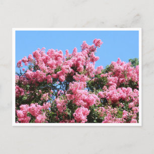 Rosa blommor mot en blå himmel Botanisk vykort