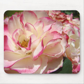 ROSA BLOMMOR MUSMATTOR MUSMATTA