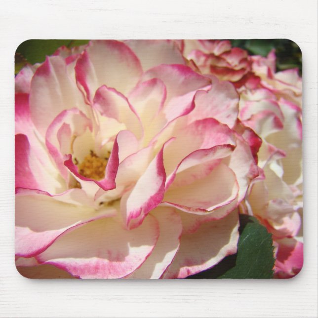 ROSA BLOMMOR MUSMATTOR MUSMATTA (Framsidan)