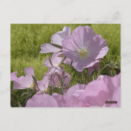 Rosa blommor natur foto vykort