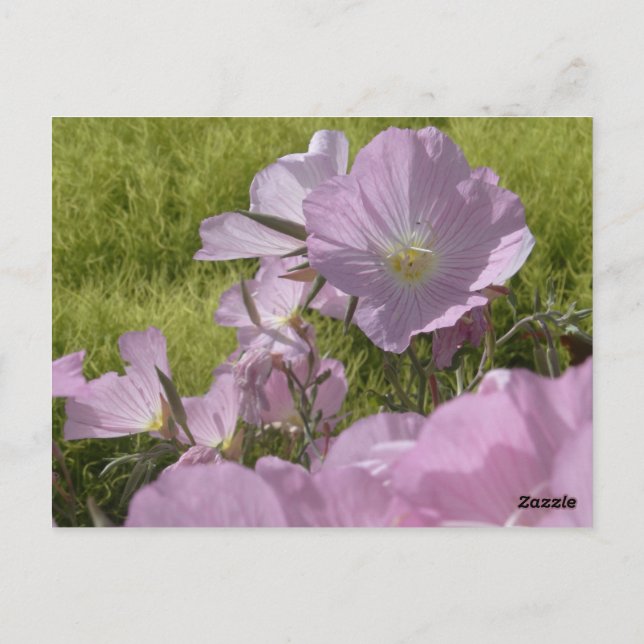Rosa blommor natur foto vykort (Baksida)