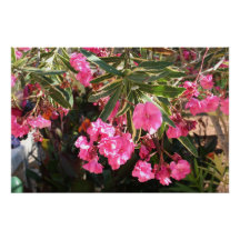 Rosa blommor på träd