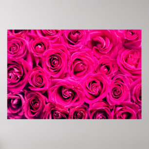 Rosa Blommor ro bakgrund Poster