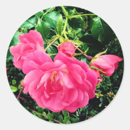 Rosa blommor runt klistermärke