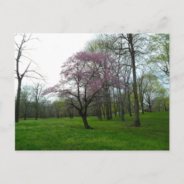 Rosa blommor vykort (Framsida)