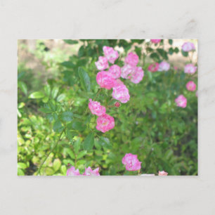 rosa blommor vykort