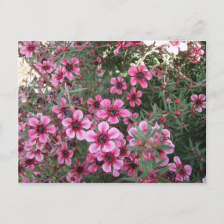 Rosa blommor vykort