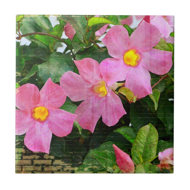 Rosa Blommplattan Kakelplatta (Framsidan)