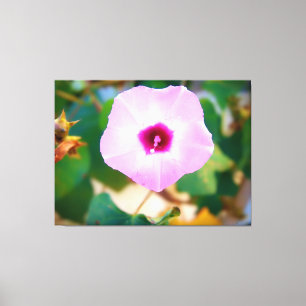 Rosa blomning av praktgloria canvastryck