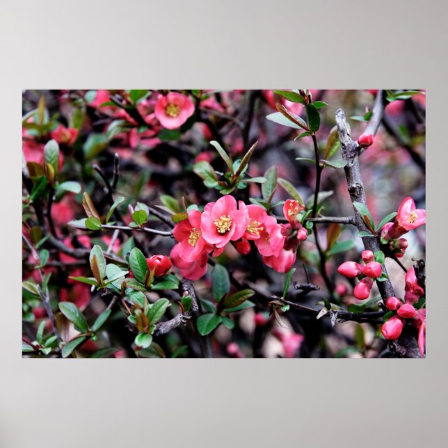 Rosa blomster vår poster (Framsidan)