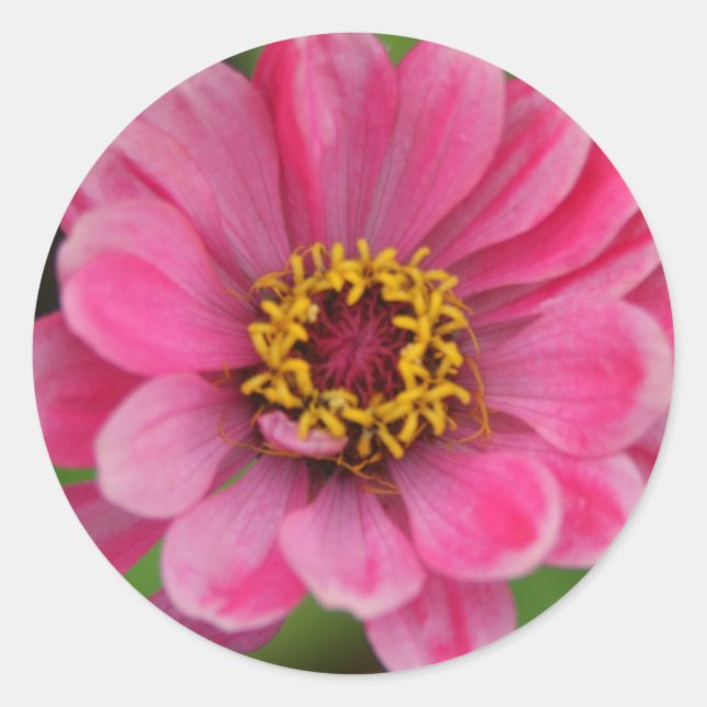 rosa blomsterdekal runt klistermärke (Framsida)