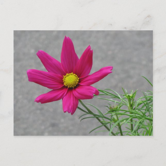 Rosa Blomsterkort för anpassningsbar Vykort (Framsida)