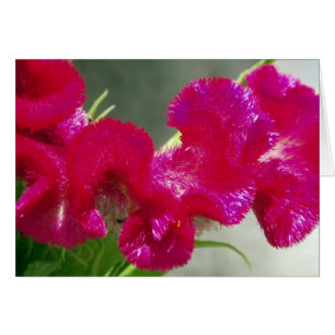 Rosa Blomsterkort Hälsningskort