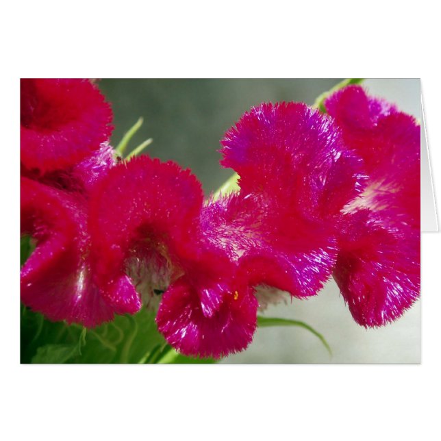 Rosa Blomsterkort Hälsningskort (Framsidan Horizontal)