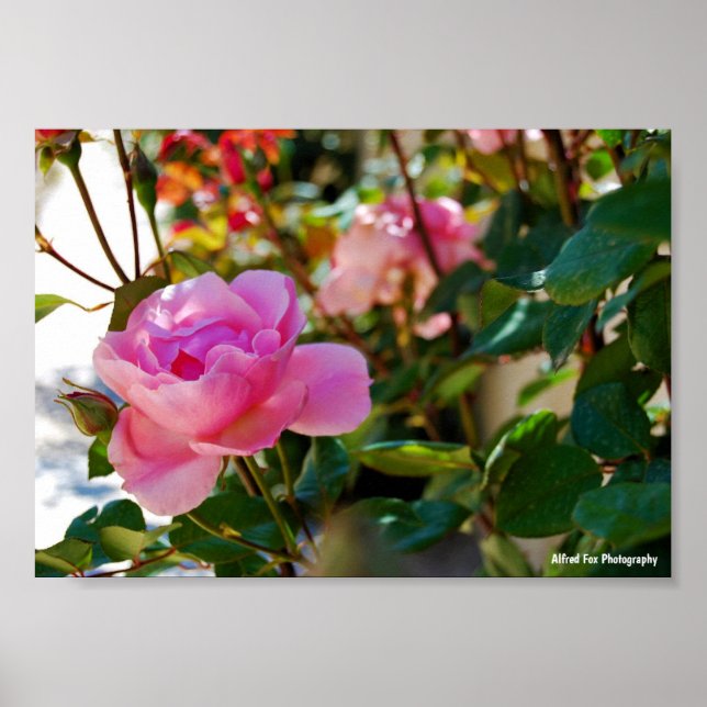 Rosa blomsterros poster (Framsidan)