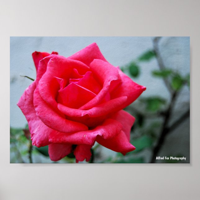 Rosa blomsterrosporträtt poster (Framsidan)