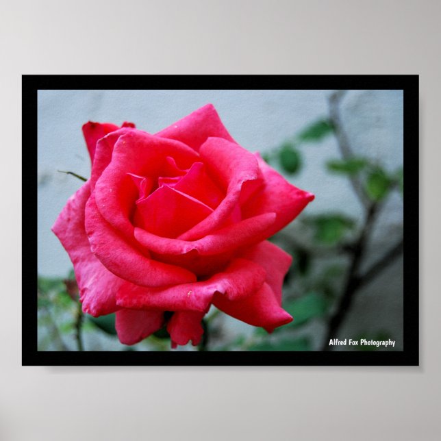 Rosa blomsterrosporträtt poster (Framsidan)