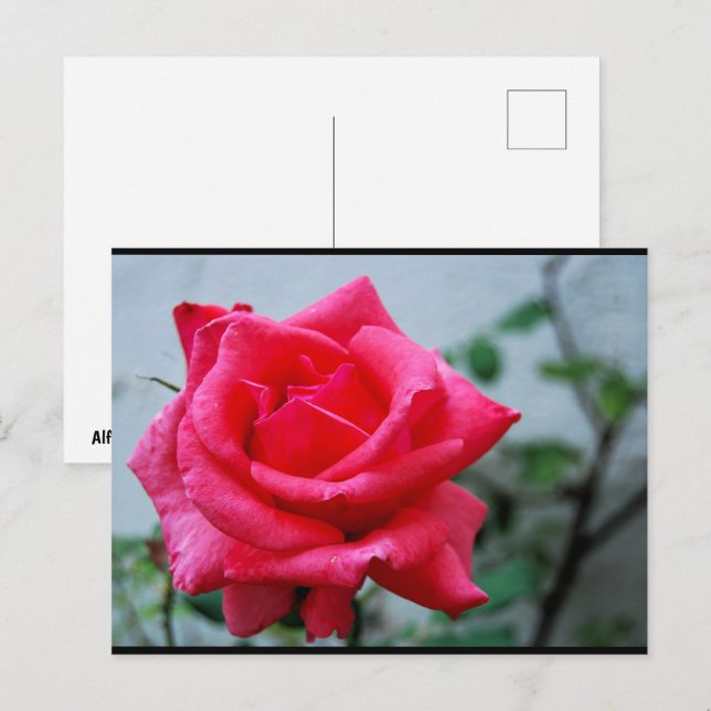 Rosa blomsterrosporträtt vykort (Fram/baksida)