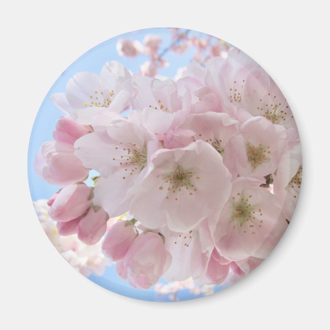 Rosa Blomstrar Blå Himmel.  Magnet (Framsidan)