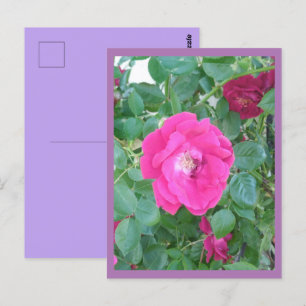 Rosa Blomvykort Vykort