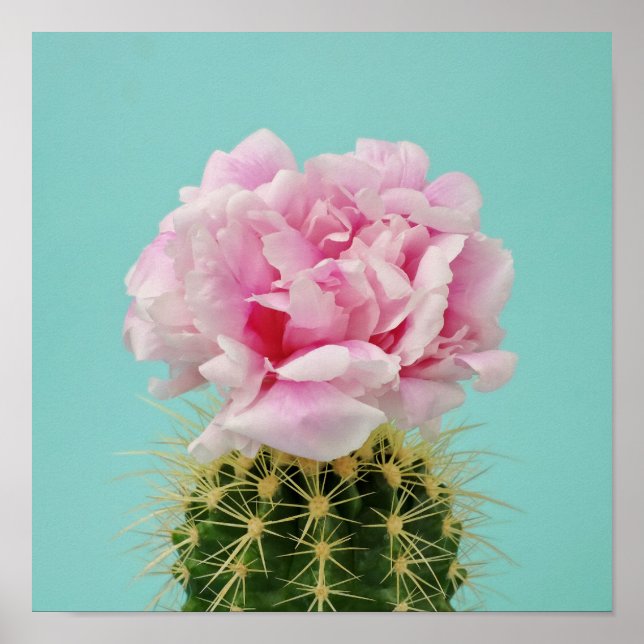 Rosa Bloom Atop Spiky Cactus Poster (Framsidan)