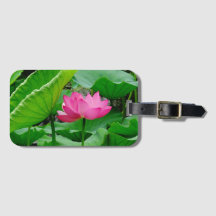 Rosa Blooming Lily i Vår