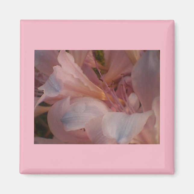 Rosa Blooms Magnet (Framsidan)