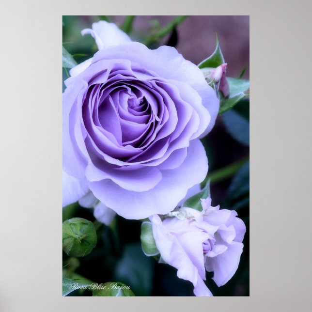 Rosa Blue Bajou Poster (Framsidan)