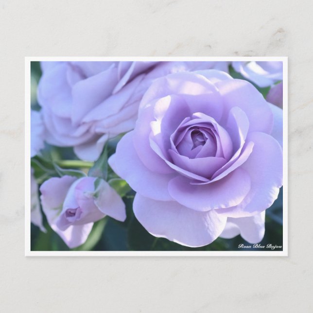 Rosa Blue Bajou Vykort (Framsida)